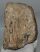 Mammuthus meridionalis partial tooth (1237 grams)