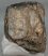 Mammuthus meridionalis partial tooth (1237 grams)