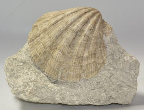 Gigantopecten nodosifornis from Austria