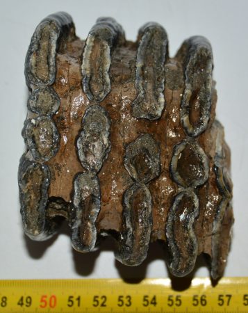 Mammuthus meridionalis partial tooth (874 grams)