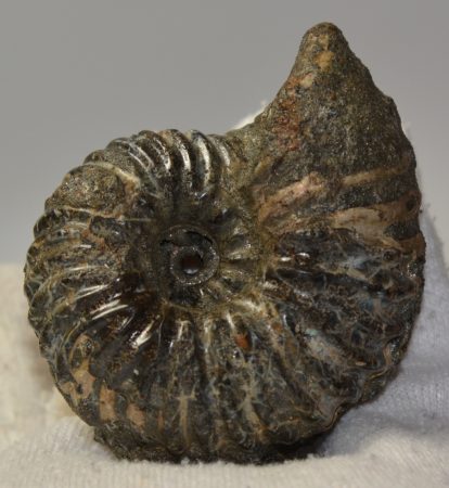 Hoplites sp. ammonite from France