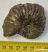 Hoplites sp. ammonite from France