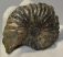 Hoplites sp. ammonite from France
