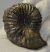 Hoplites sp. ammonite from France