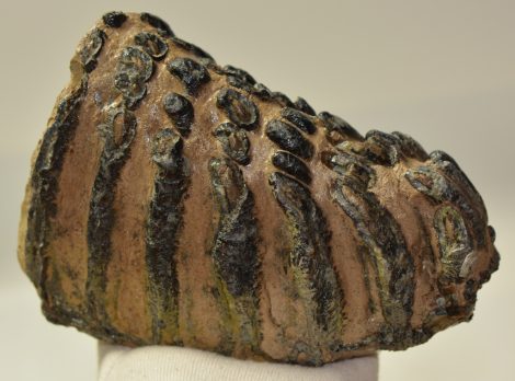 Mammuthus meridionalis részleges fog (1925 gramm)