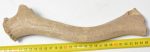 Rangifer tarandus partial antler (Reindeer)
