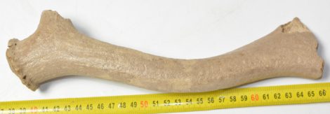Rangifer tarandus partial antler (Reindeer)