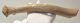 Rangifer tarandus partial antler (Reindeer)