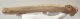 Rangifer tarandus partial antler (Reindeer)
