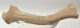 Rangifer tarandus partial antler (Reindeer)