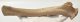 Rangifer tarandus partial antler (Reindeer)