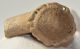 Rangifer tarandus partial antler (Reindeer)