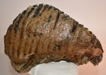 Mammuthus primigenius felső fog (2634 gramm)