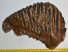 Mammuthus primigenius felső fog (2634 gramm)