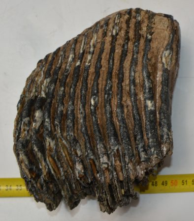 Mammuthus primigenius részleges fog (2576 gramm)