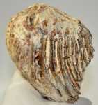 Mammuthus primigenius részleges fog (991 gramm)
