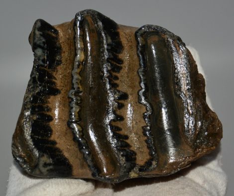 Mammuthus meridionalis tooth (396 grams) Southern Mammoth molar