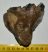 Mammuthus meridionalis tooth (396 grams) Southern Mammoth molar