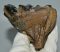 Mammuthus meridionalis tooth (396 grams) Southern Mammoth molar