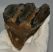 Mammuthus meridionalis tooth (396 grams) Southern Mammoth molar