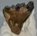 Mammuthus meridionalis tooth (396 grams) Southern Mammoth molar