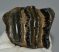 Mammuthus meridionalis tooth (396 grams) Southern Mammoth molar