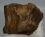 Mammuthus meridionalis tooth (396 grams) Southern Mammoth molar