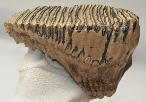 Mammuthus primigenius tooth (1616 grams) Woolly Mammoth