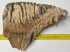 Mammuthus primigenius tooth (1616 grams) Woolly Mammoth