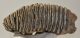 Mammuthus primigenius tooth (1616 grams) Woolly Mammoth