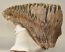 Mammuthus primigenius tooth (1616 grams) Woolly Mammoth