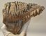 Mammuthus primigenius tooth (1616 grams) Woolly Mammoth