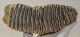 Mammuthus primigenius tooth (1616 grams) Woolly Mammoth