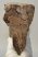 Mammuthus primigenius tooth (1616 grams) Woolly Mammoth