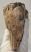 Mammuthus primigenius tooth (1616 grams) Woolly Mammoth