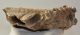 Mammuthus primigenius tooth (1616 grams) Woolly Mammoth