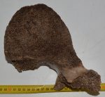 Mammuthus primigenius részleges csigolya csont (1131 gramm)