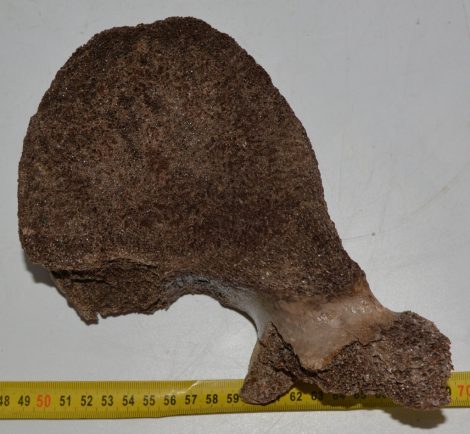 Mammuthus primigenius részleges csigolya csont (1131 gramm)