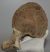 Mammuthus primigenius részleges csigolya csont (1131 gramm)