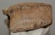 Mammuthus primigenius részleges csigolya csont (1131 gramm)
