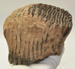 Mammuthus primigenius fog (1548 gramm) gyapjas mamut