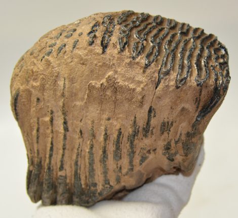 Mammuthus primigenius fog (1548 gramm) gyapjas mamut