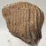 Mammuthus primigenius fog (1548 gramm) gyapjas mamut