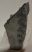 Annularia stellata leaf & seed fossil from Spain Annularia stellata leaf & seed fossil from Spain