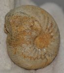  Condroceras sp. ammonite from France