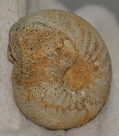  Condroceras sp. ammonite from France