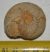  Condroceras sp. ammonite from France
