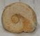  Condroceras sp. ammonite from France