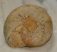 Condroceras sp. ammonite from France