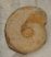  Condroceras sp. ammonite from France
